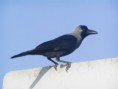 /album/photo-gallery-homepage1/house-crow-emirates-dec-2005-jpg1/